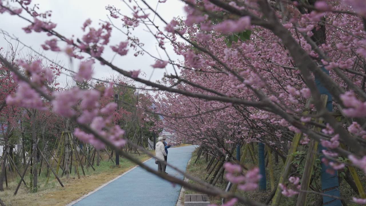 樱花下的漫步