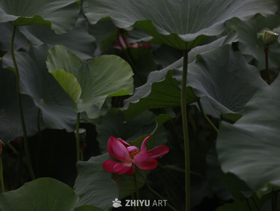 雨后荷塘