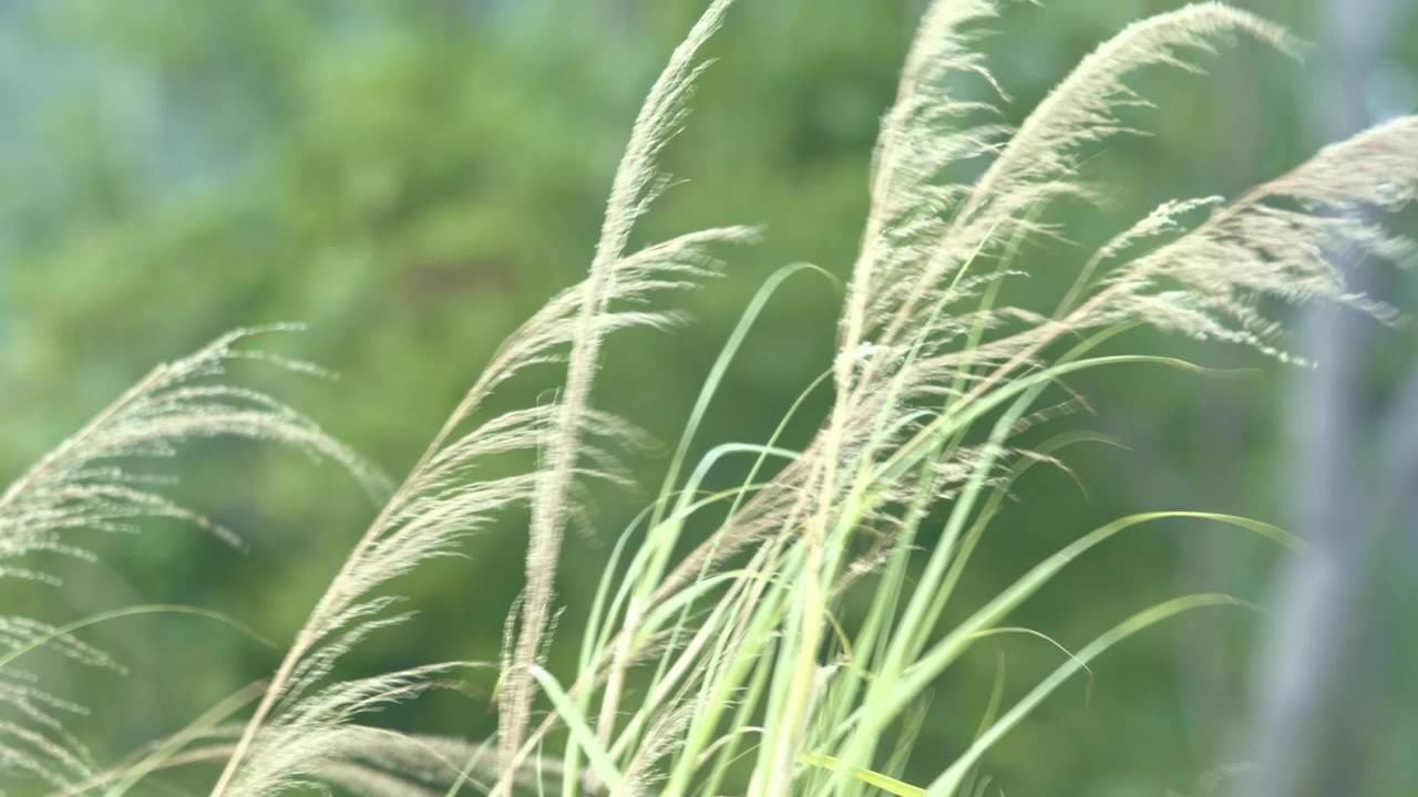 风吹草低见南山