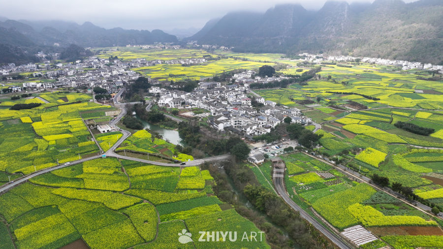 航拍油菜花盛开  美丽乡村 7