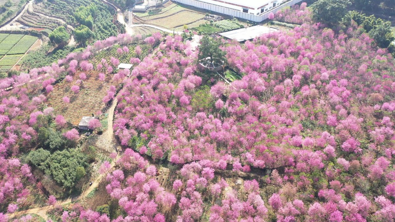 樱花航拍