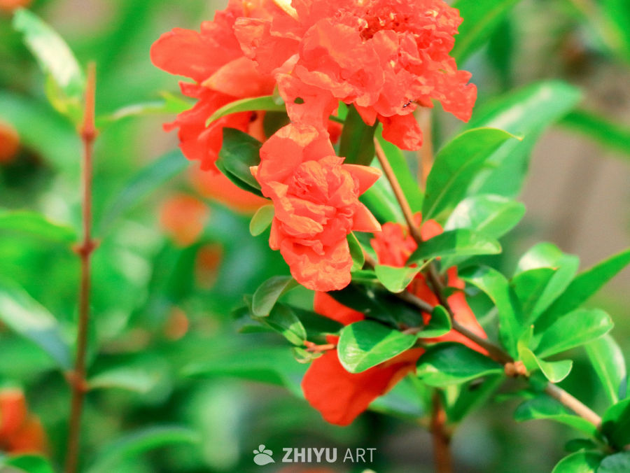 灼灼芳华·中国传统吉祥石榴花特写