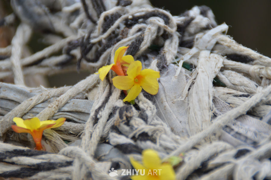 绳索上的黄花绽放