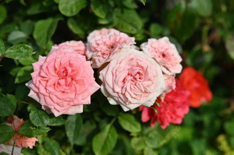 花 1