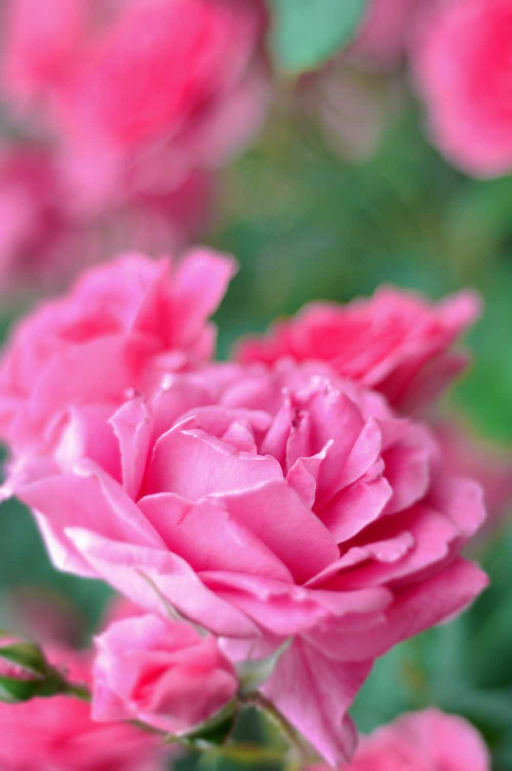 玫瑰粉色花卉植物