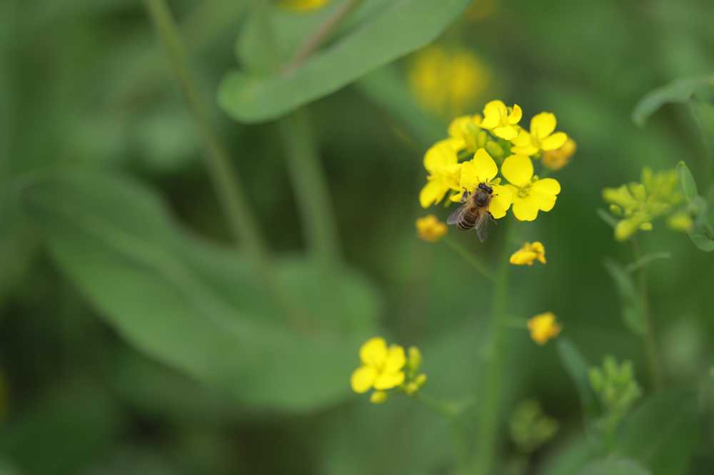 油菜花蜜蜂