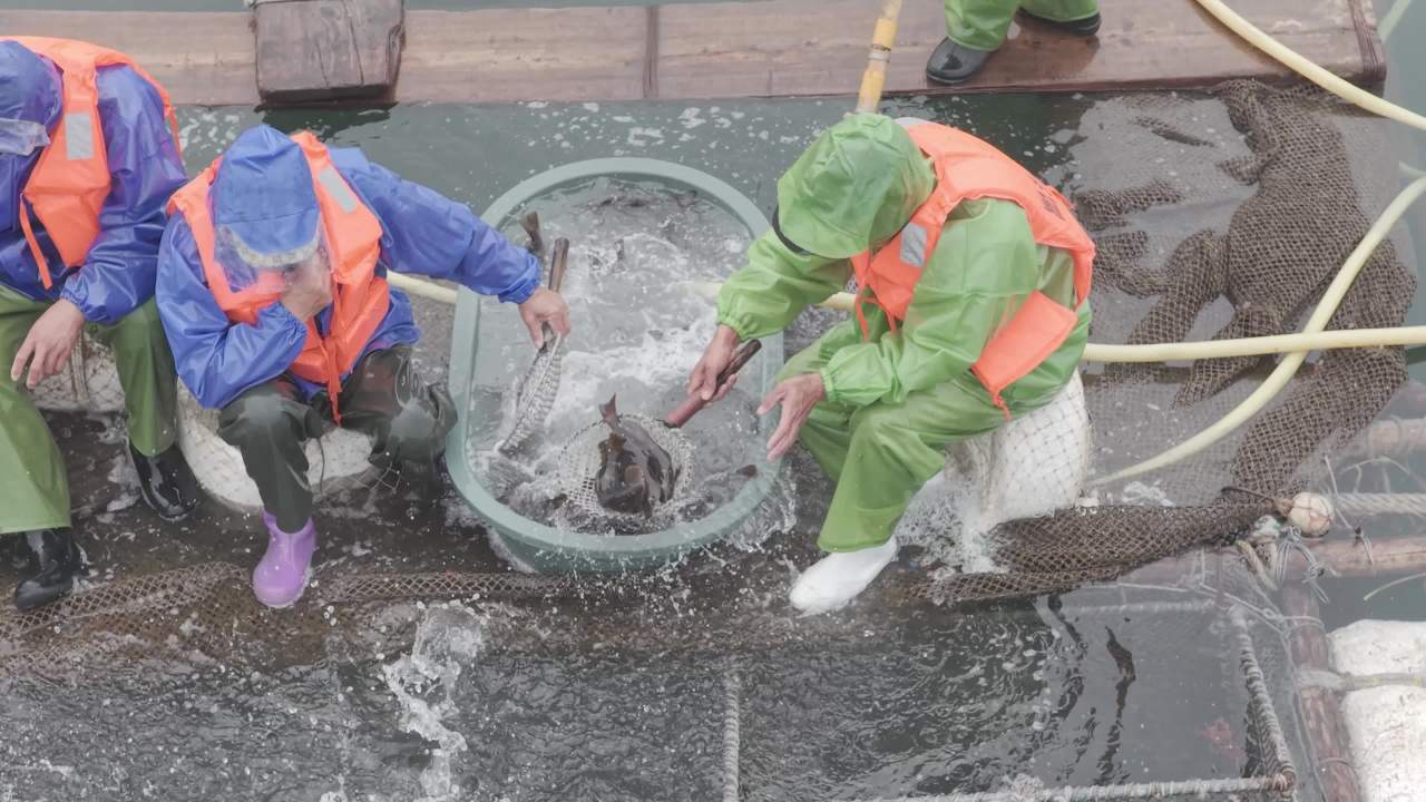 沿海渔村水产养殖与网箱作业