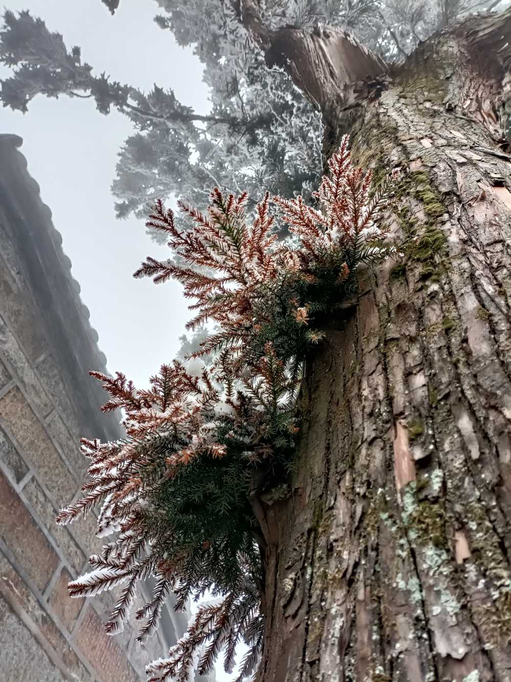 生机