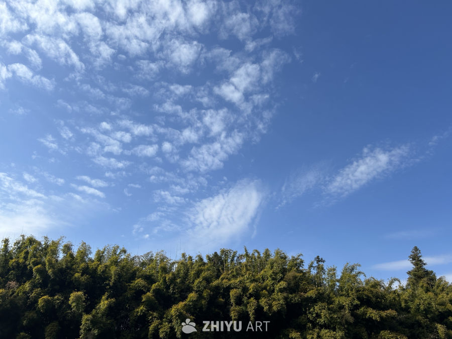 蓝天白云竹林