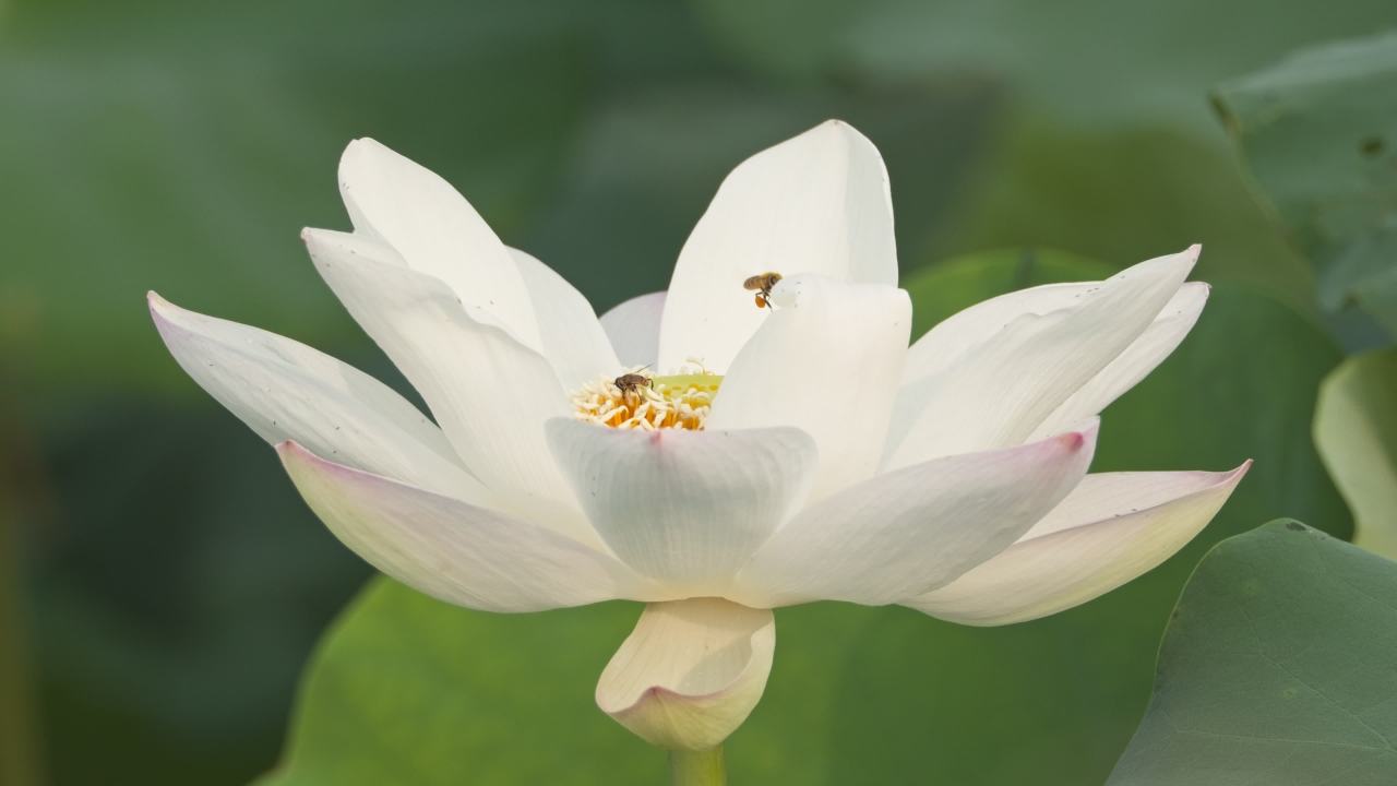 夏天池塘荷花荷叶莲蓬蜻蜓 16