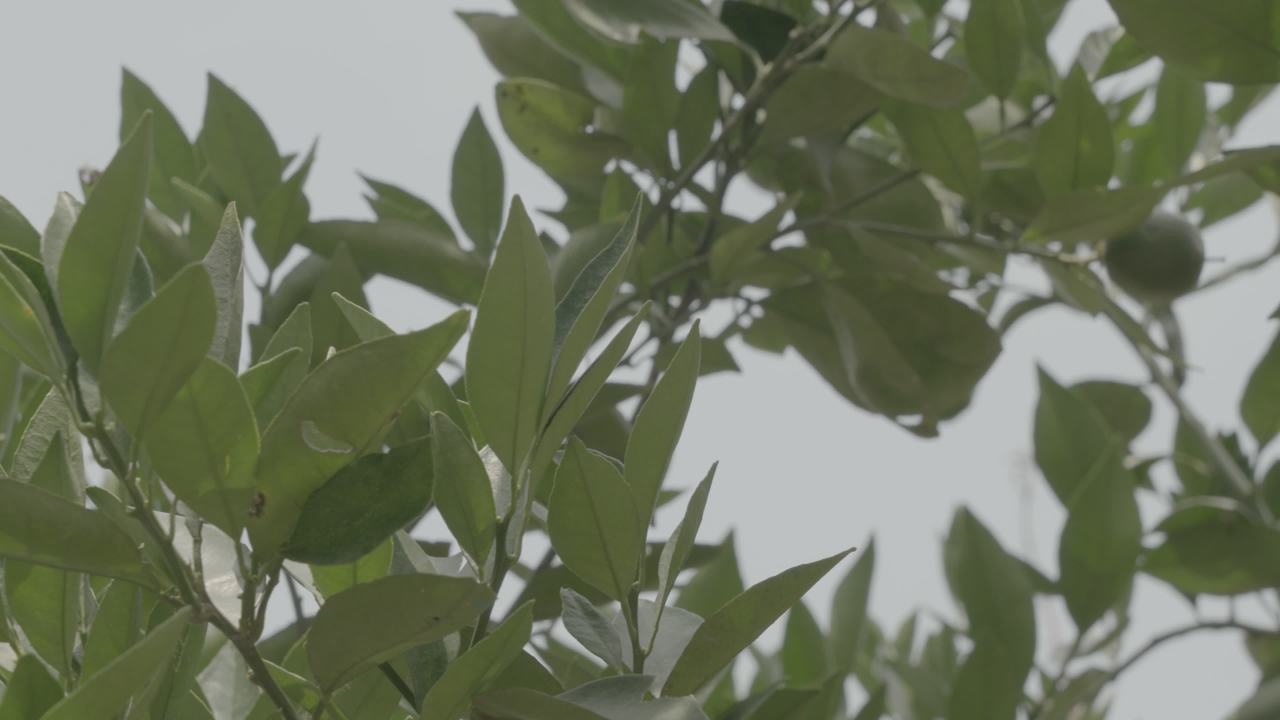 绿意盎然的枝头