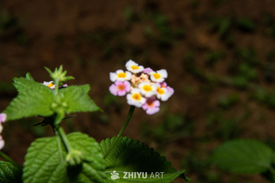 中药材与药材花 80