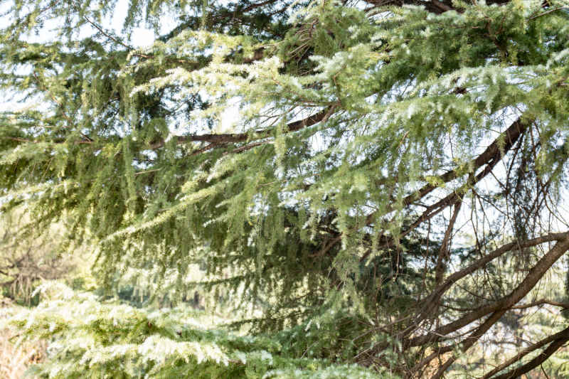 植物杉树摄影图