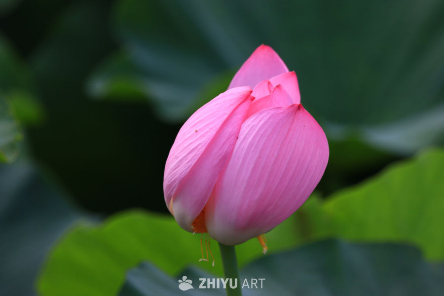 盛夏荷花 194