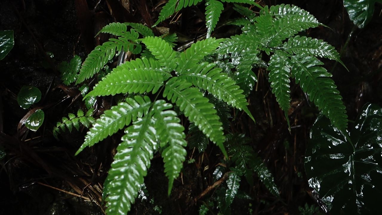 下雨天植物