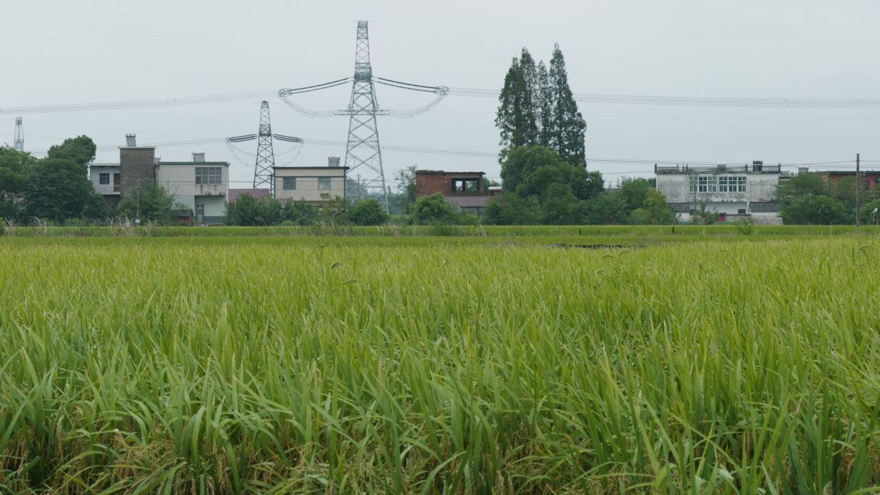 农村水稻田野粮食庄稼丰收 35