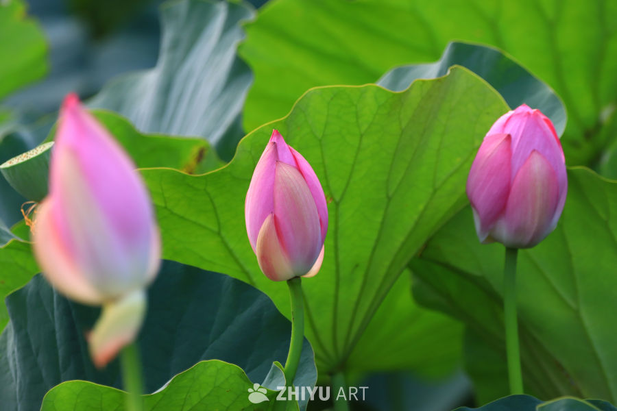 盛夏荷花 149