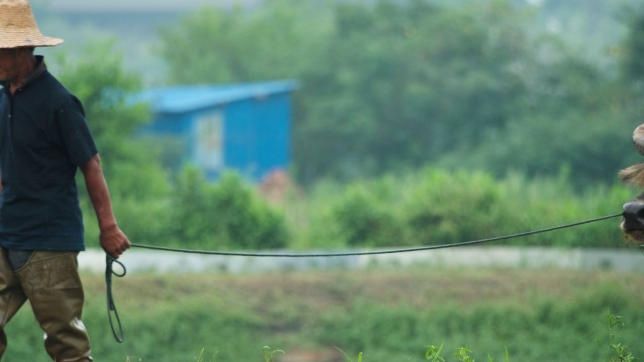 春天农村亚洲水牛耕田犁地 4