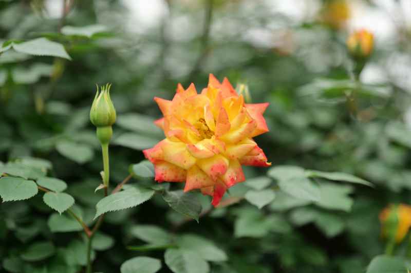 月季花 3
