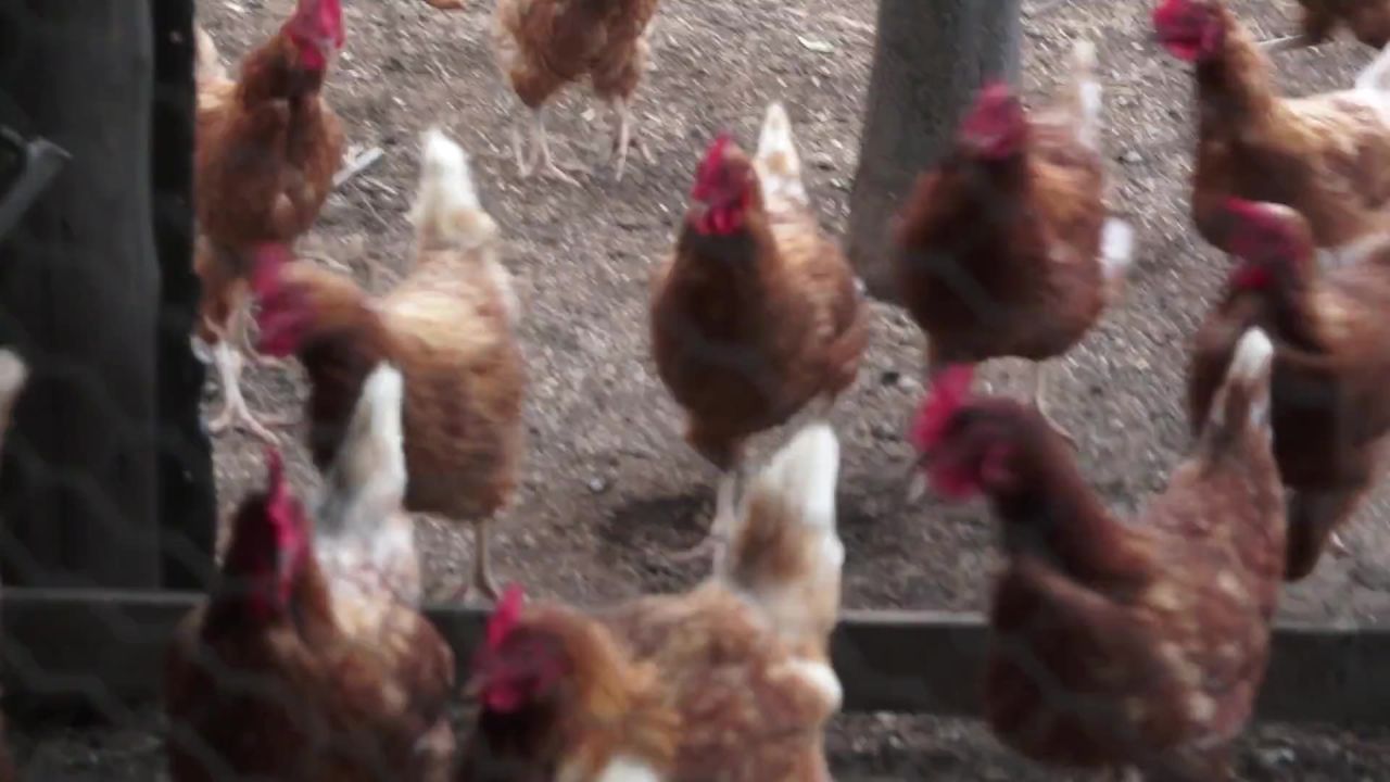 鸡喂养农场家禽