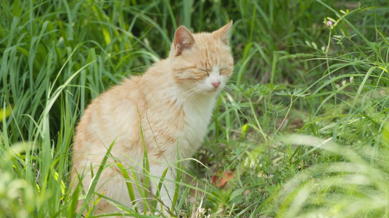 春天公园里可爱的猫咪流浪猫 4