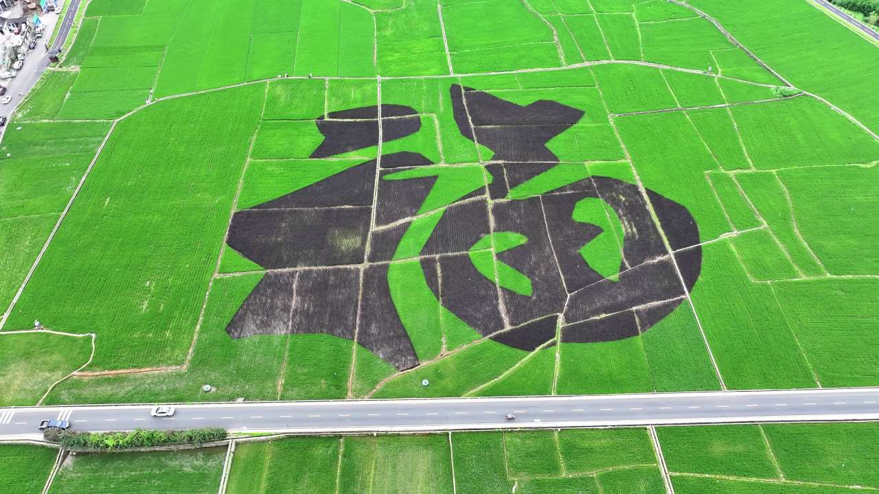 航拍美丽乡村彩绘水稻稻田画福字田野