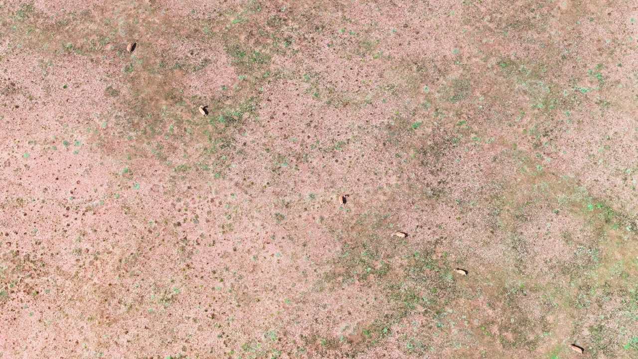青海可可西里藏羚羊