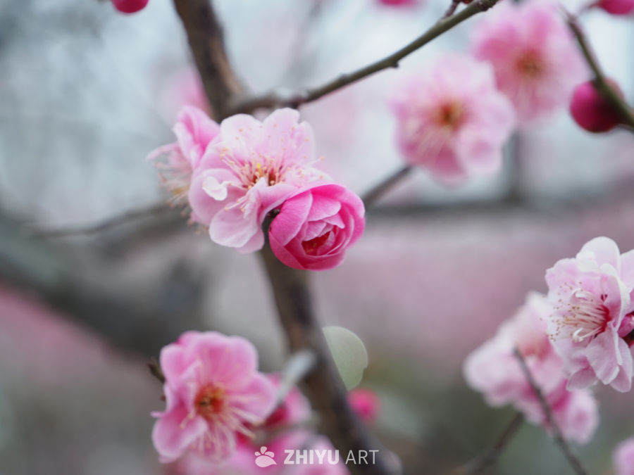春日粉梅绽放