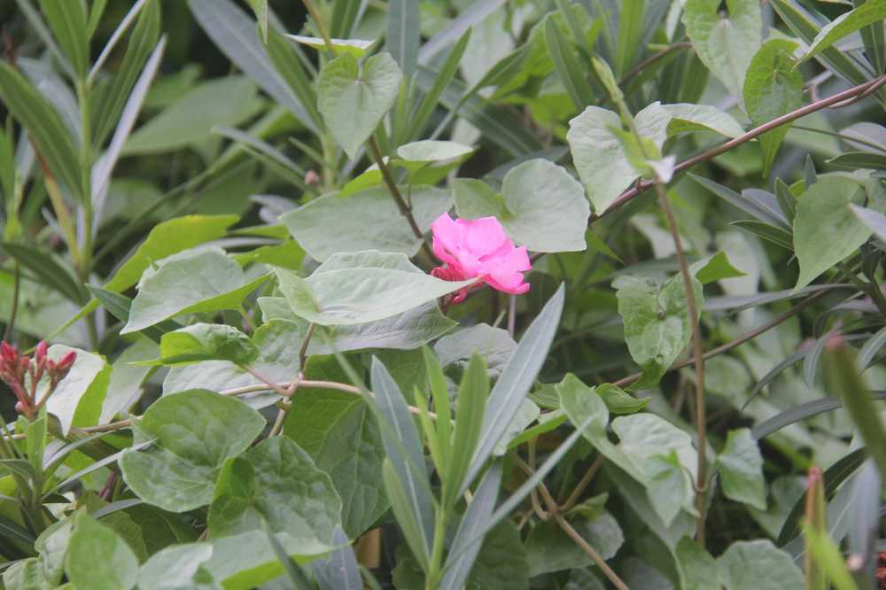 粉色的花