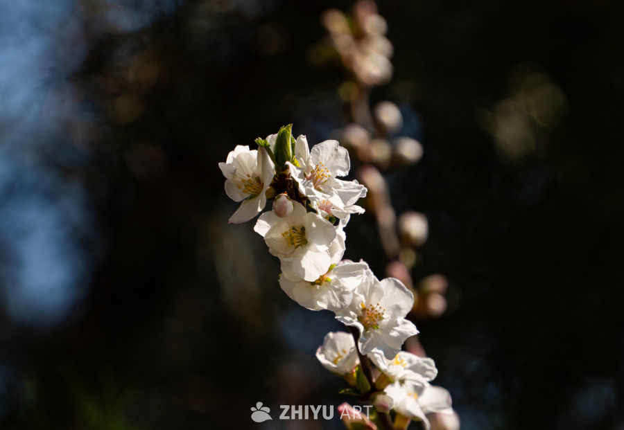 拂光春晓 1