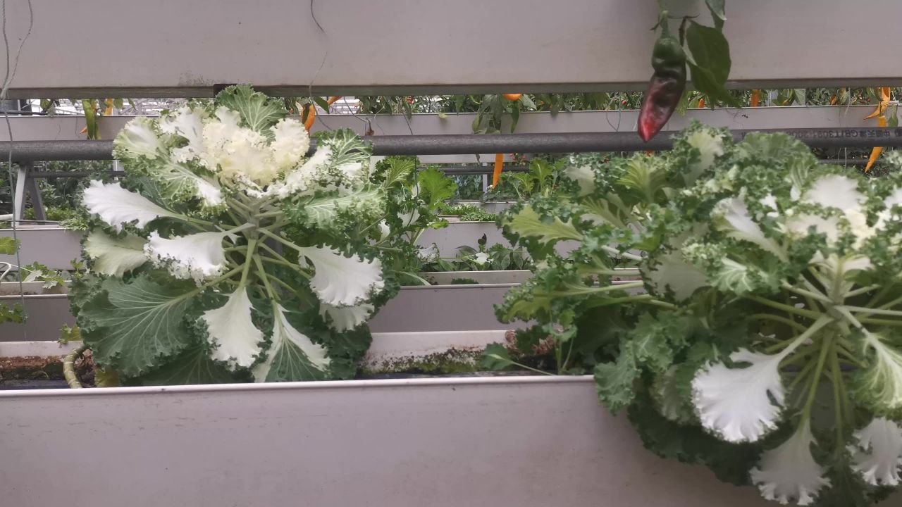 现代农业大棚蔬菜种植基地实拍