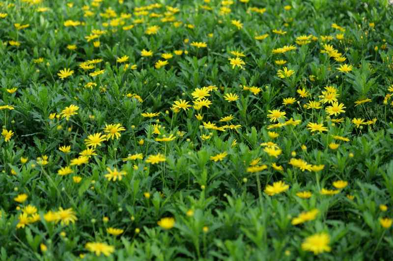 小黄花