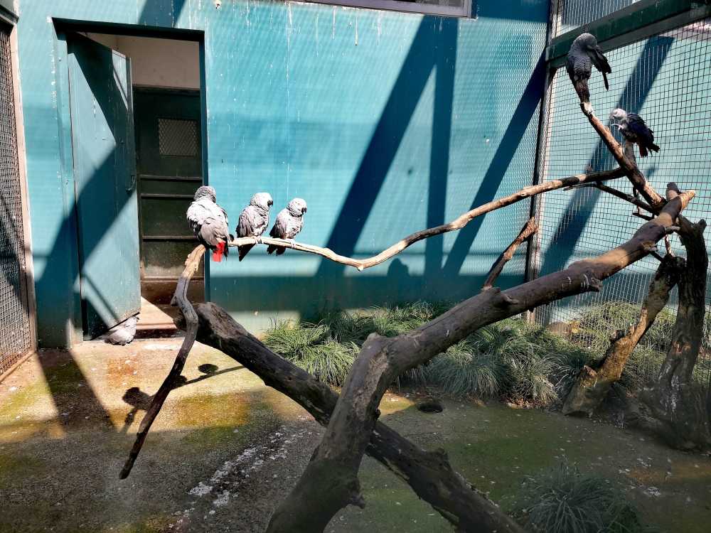 灰鹦鹉