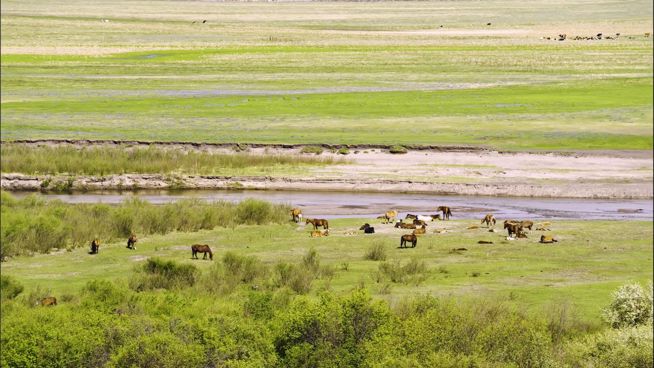 内蒙古呼伦贝尔大草原马群牛群风光视频