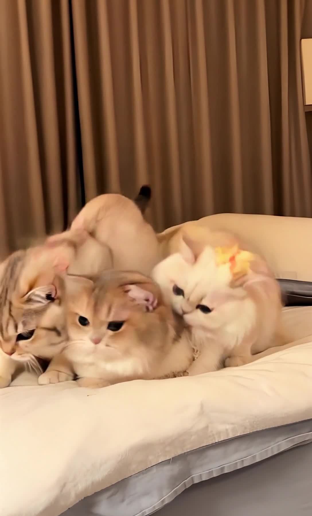 三只可爱猫咪叠放在床上，戴着蝴蝶结和花朵
