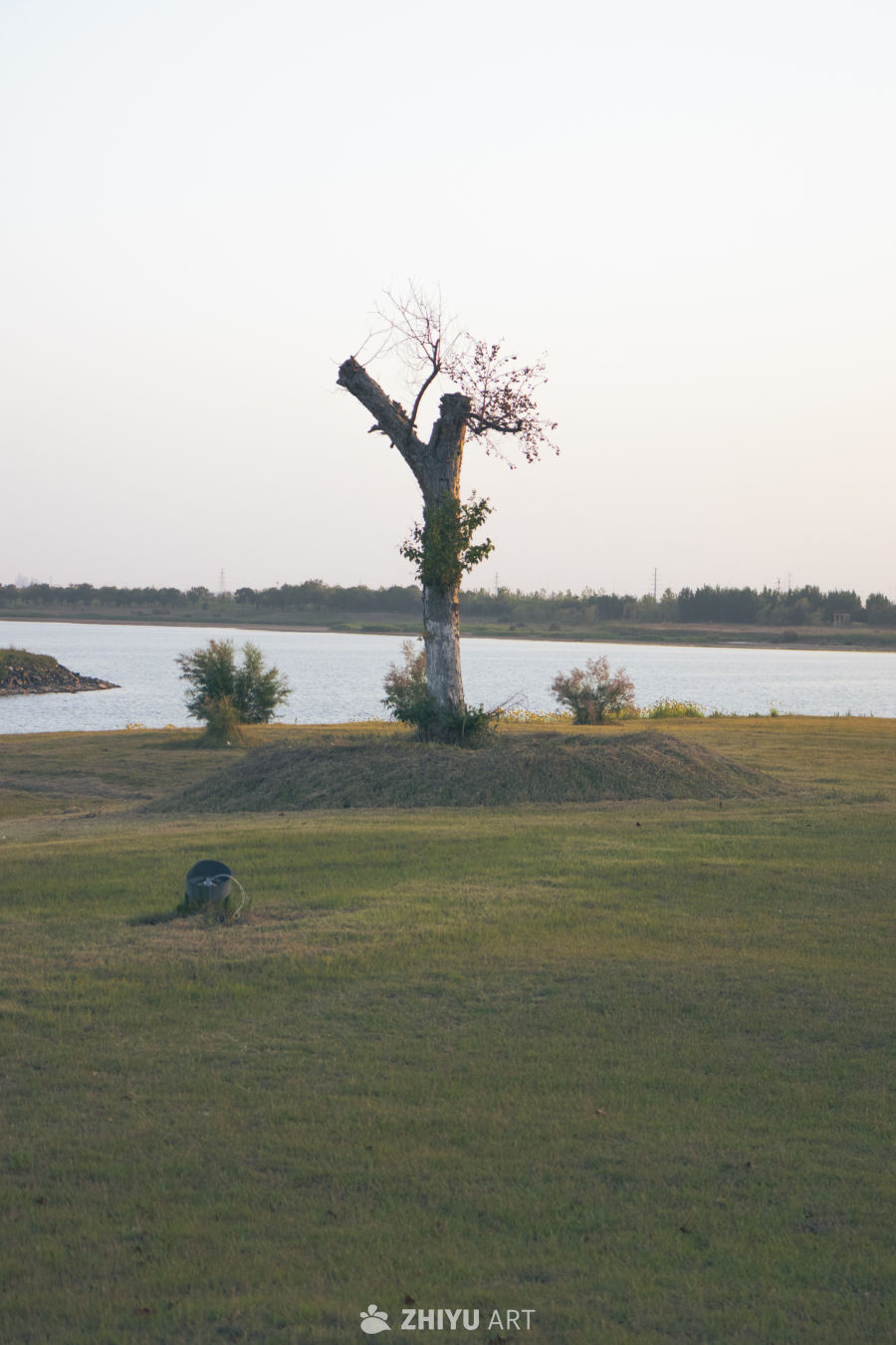 湖畔孤树