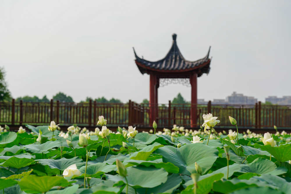 夏荷