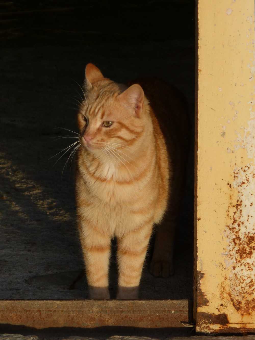 猫金发弗利纳黄昏