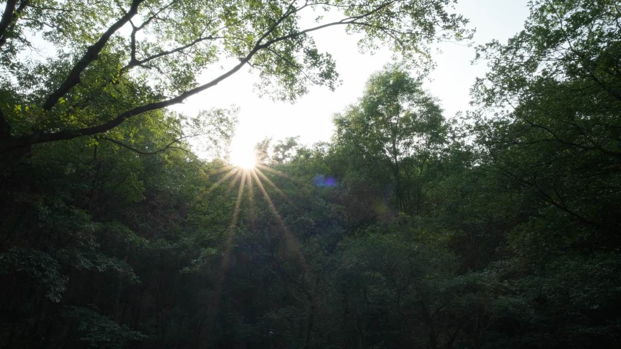 树木树叶阳光星芒逆光刺眼 12