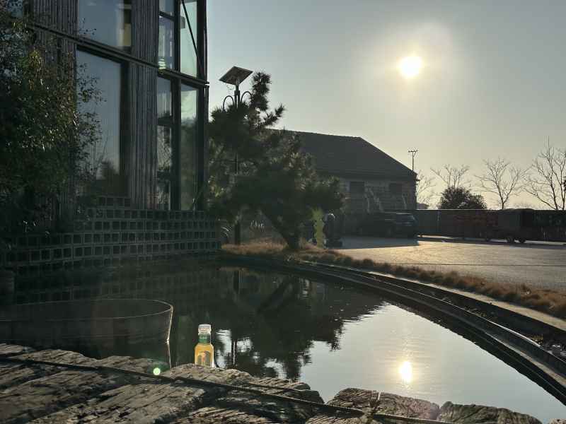 东方树叶