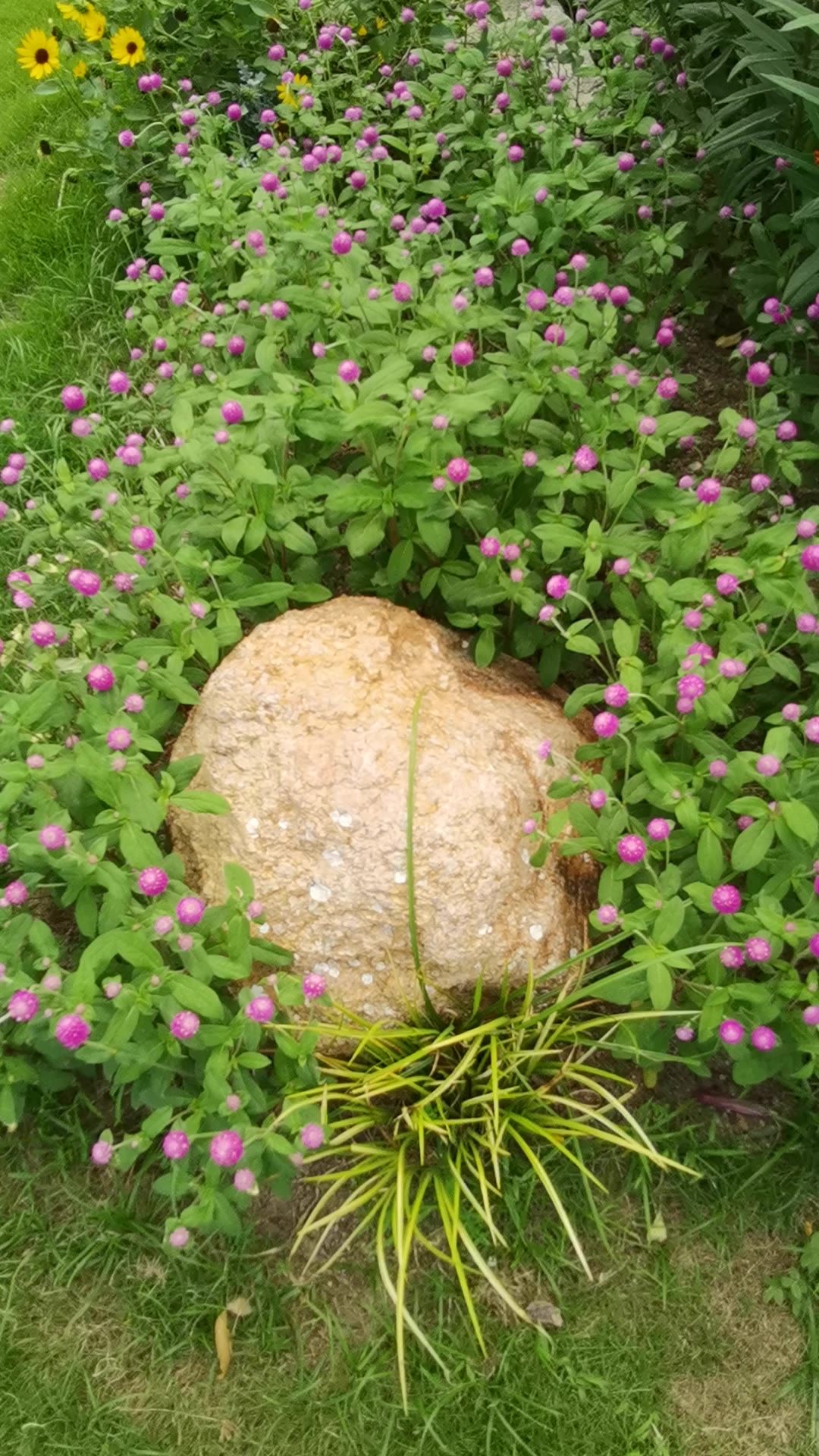 阳光下的花