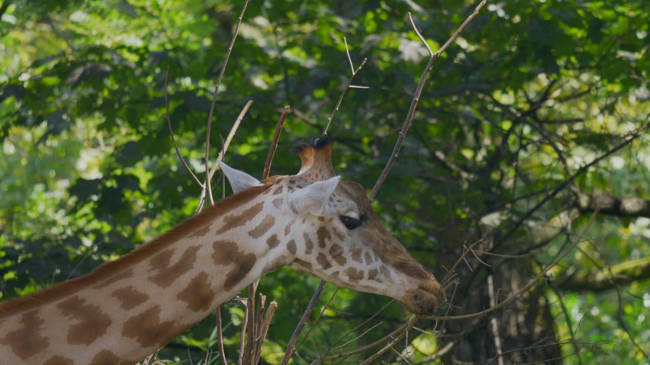 长颈鹿觅食