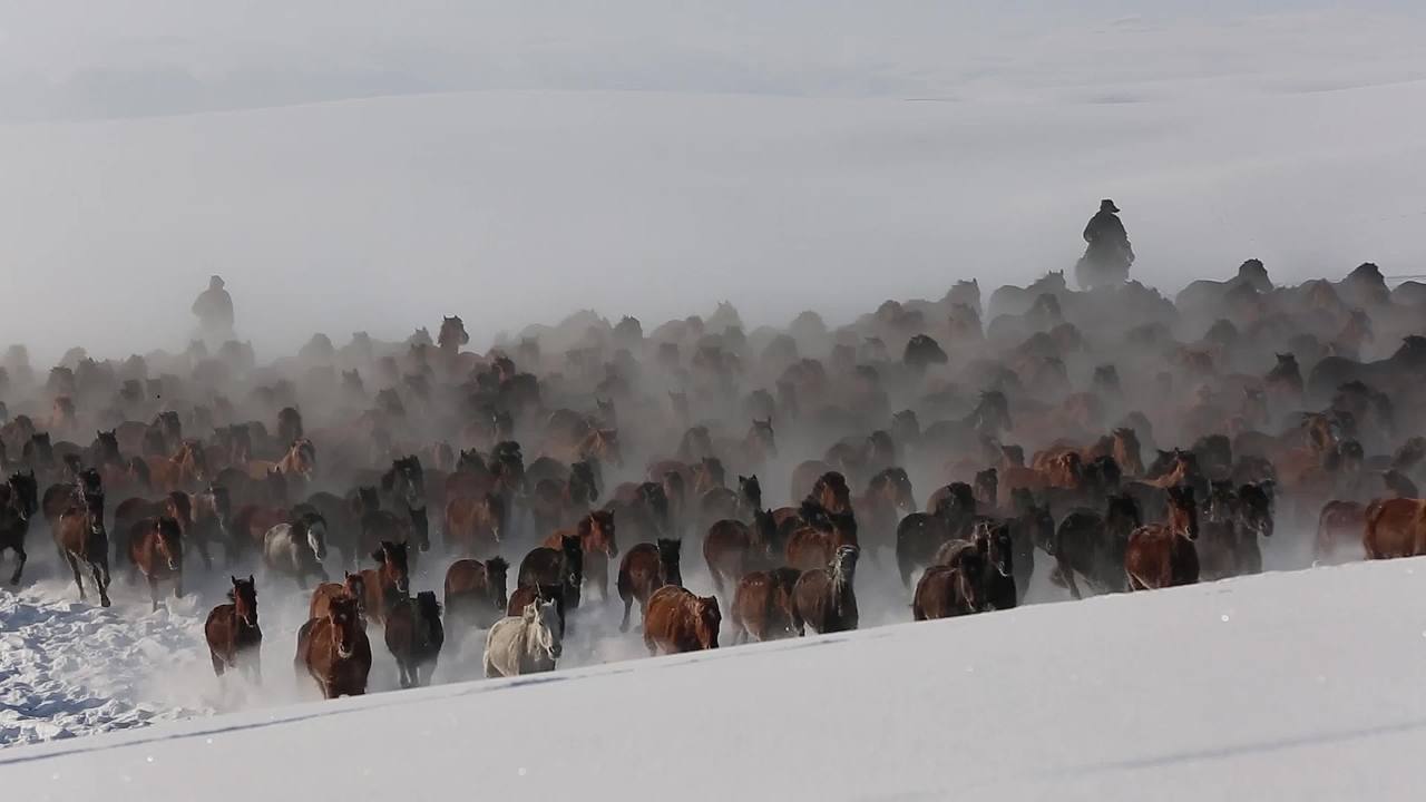 万马奔腾在冬日的雪地里