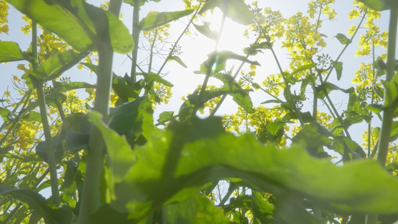 春天农村油菜花海蜜蜂采蜜 36