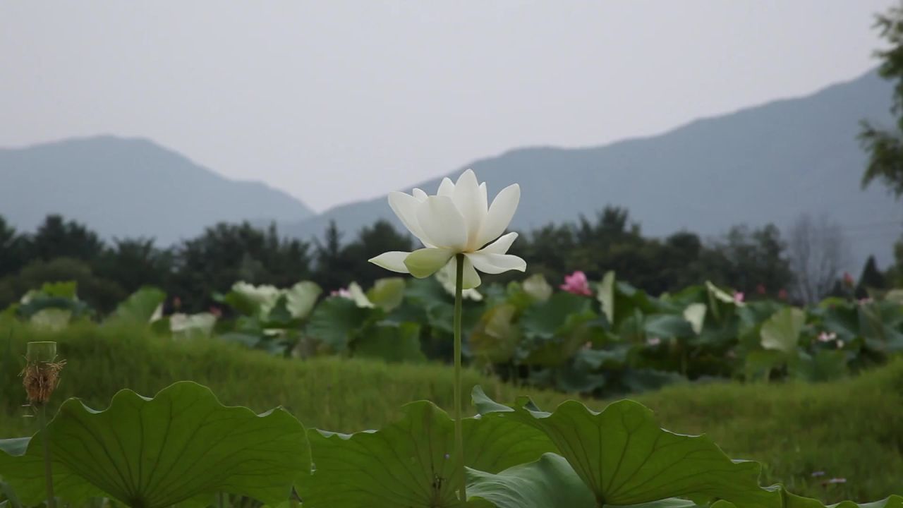 莲花白色烟雾植物