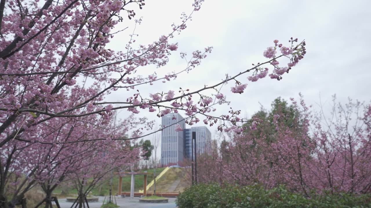 樱花下的都市