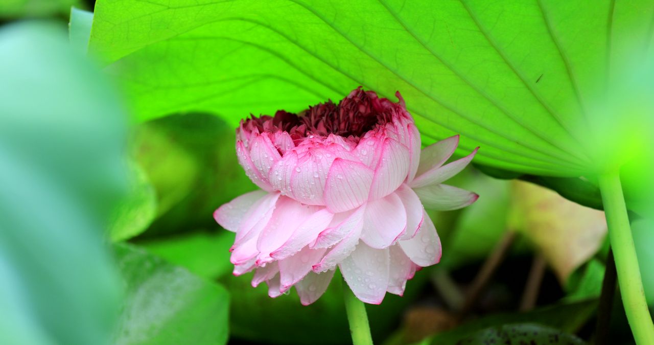 实拍8k雨中莲花
