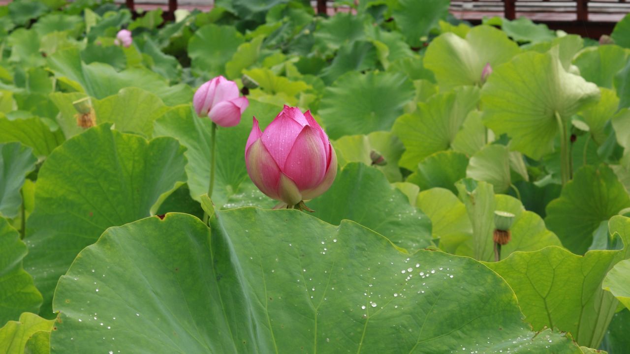 荷花