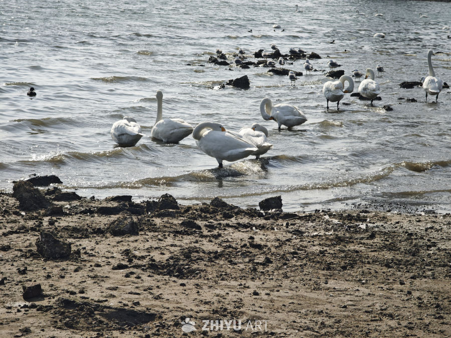 天鹅湖畔的宁静时光