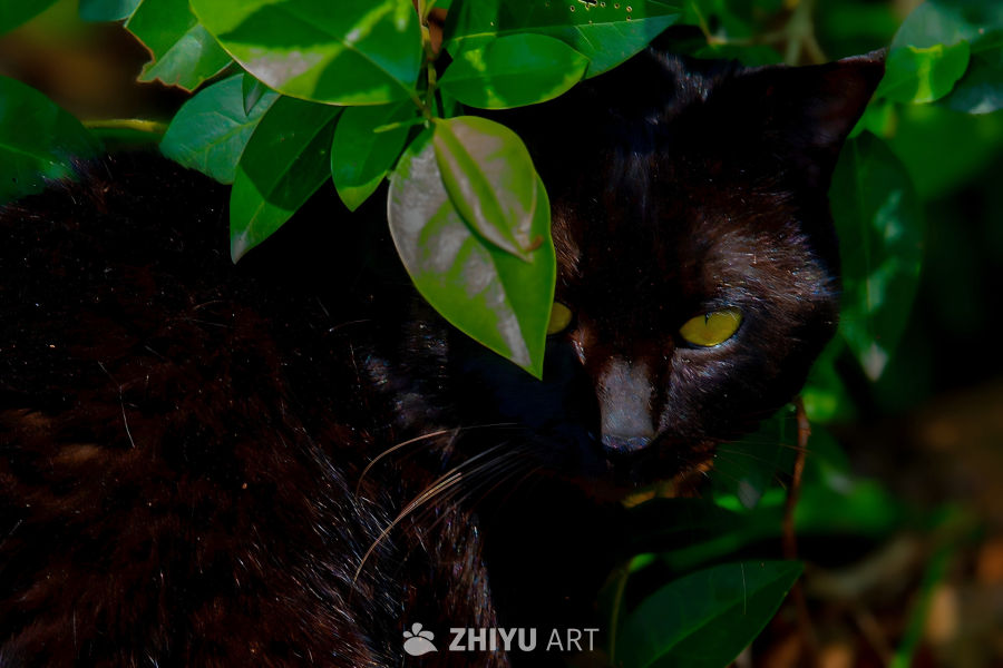 绿叶掩映下的黑猫